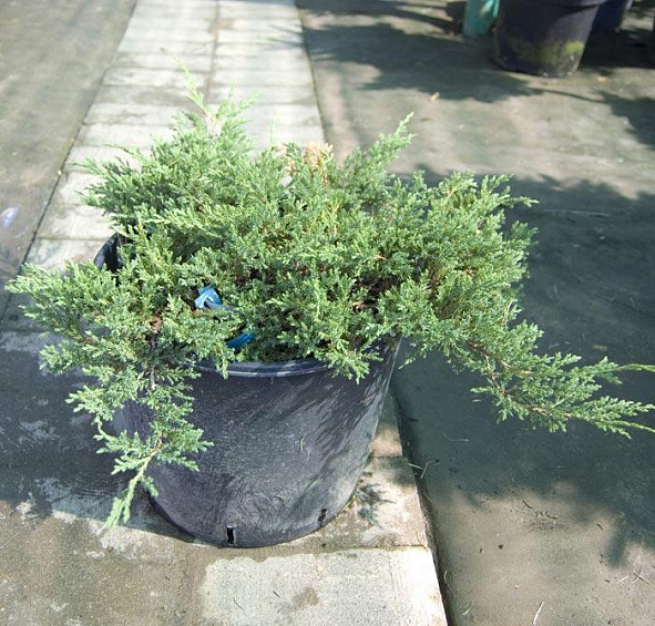 Можжевельник горизонтальный 'Принц оф Уэльс'