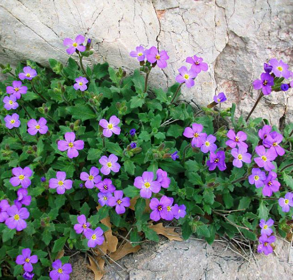 Аубриета гибридная Рокресс