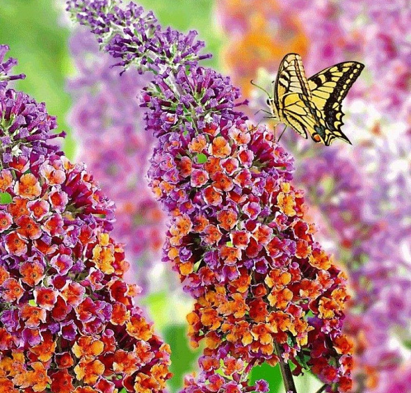 Буддлея Давида 'Флауэр Пауэр'