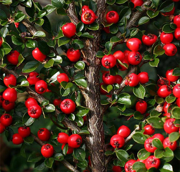 Кизильник горизонтальный