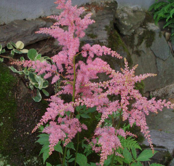 Астильба тунберга 'Страуссенфедер' (красно - кремовая)