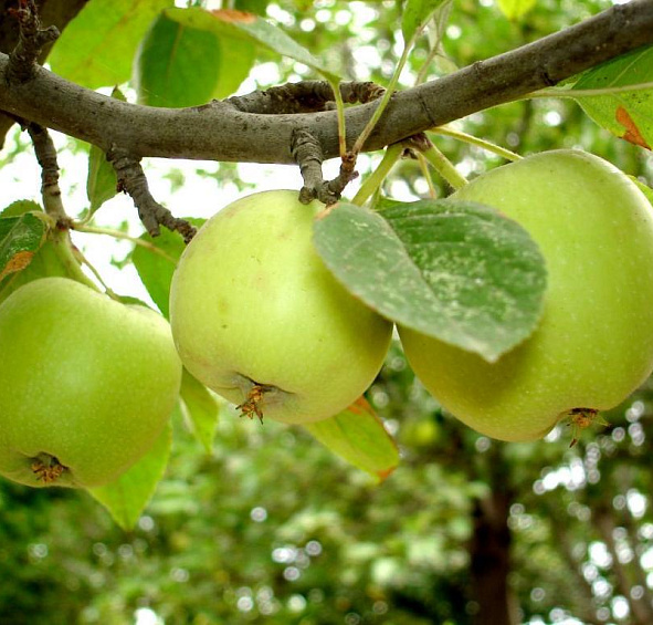 Яблоня домашняя