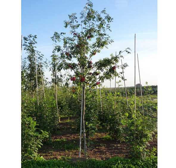 Рябина обыкновенная 'Эдулис'