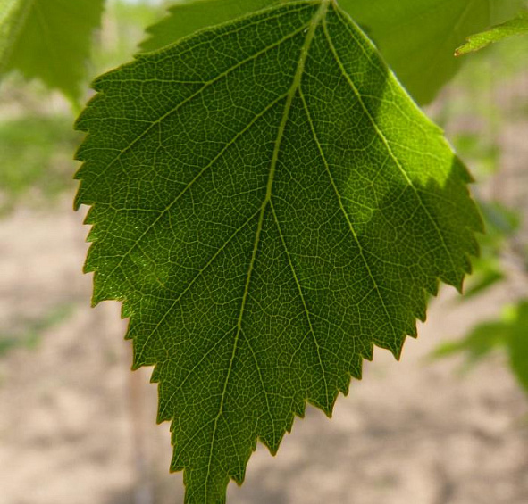 Береза повислая 'Звитсерс Глори'