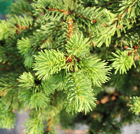 Ель колючая 'Лаки Страйк'