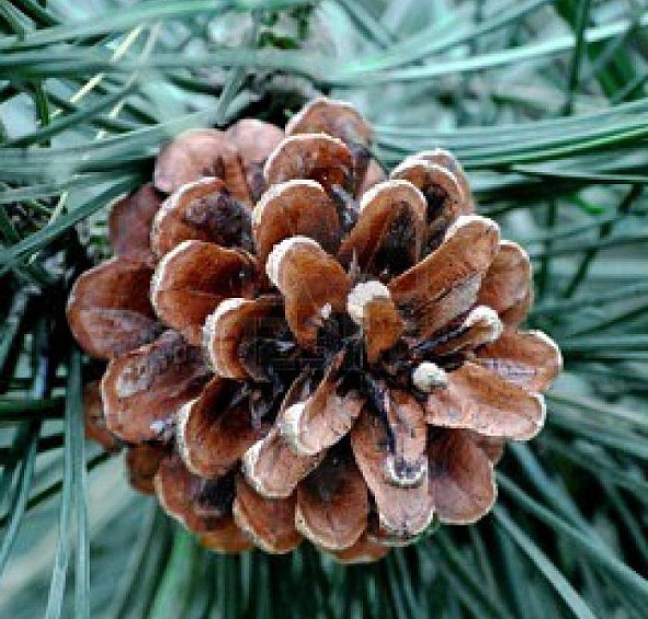 Сосна черная 'Нигра'