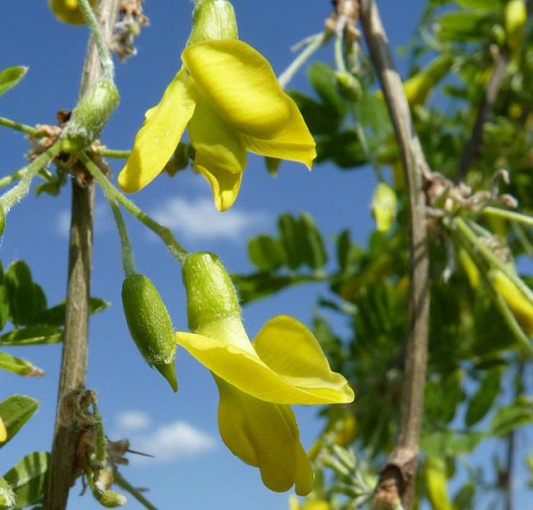 Акация древовидная 'Пендула'