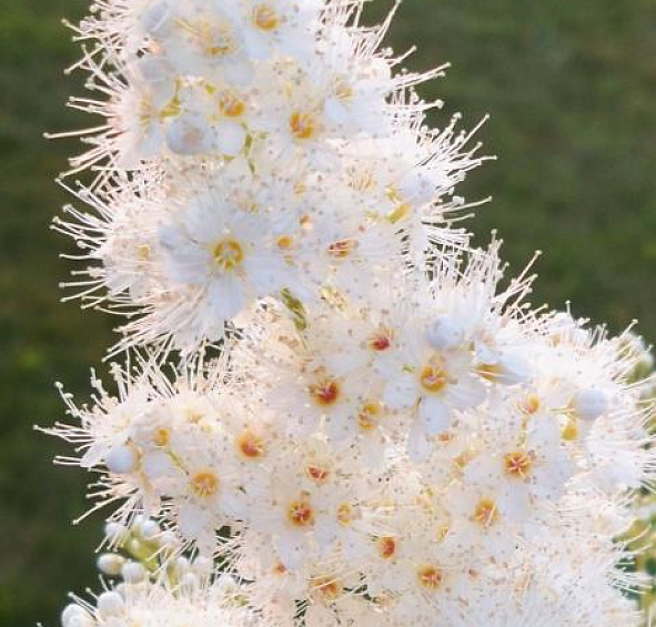 Волжанка двудомная