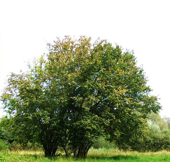 Лещина обыкновенная