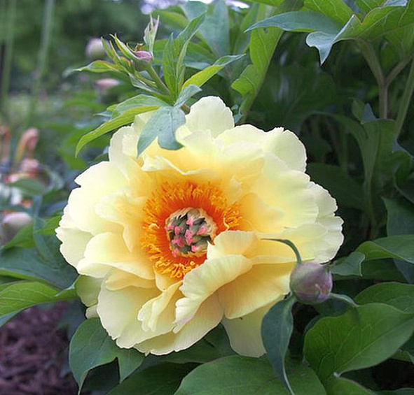 Пион Ито-гибрид Гарден Треже (Garden Treasure)