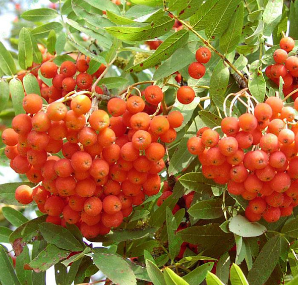 Рябина обыкновенная