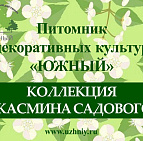 Фотоальбом Сорта Жасмина садового (чубушника) - Презентация Обложка