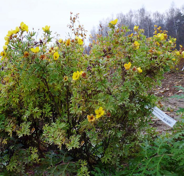 Лапчатка кустарниковая 'Голдфингер'