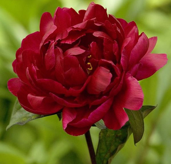 Пион Мадам Годишо (Madame Gaudichau)