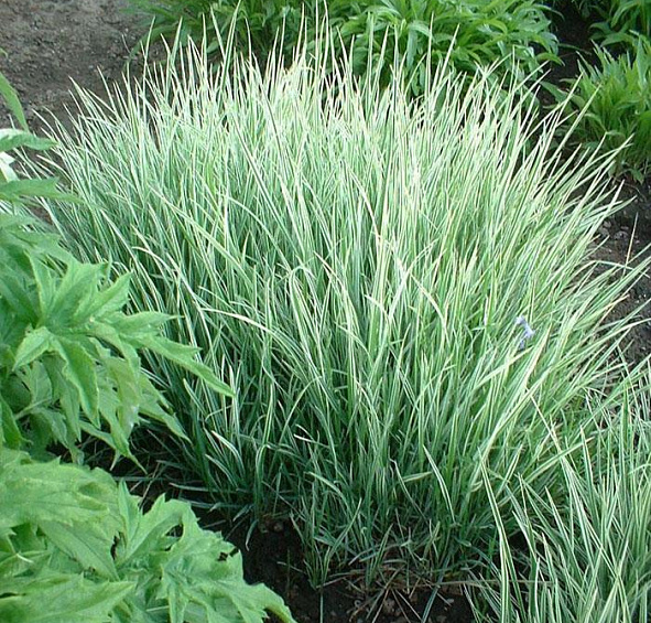 Райграйс бульбоносный