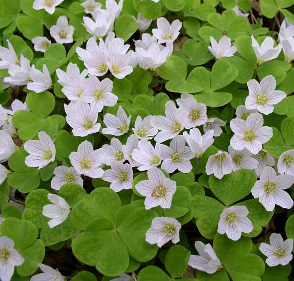 Кислица обыкновенная