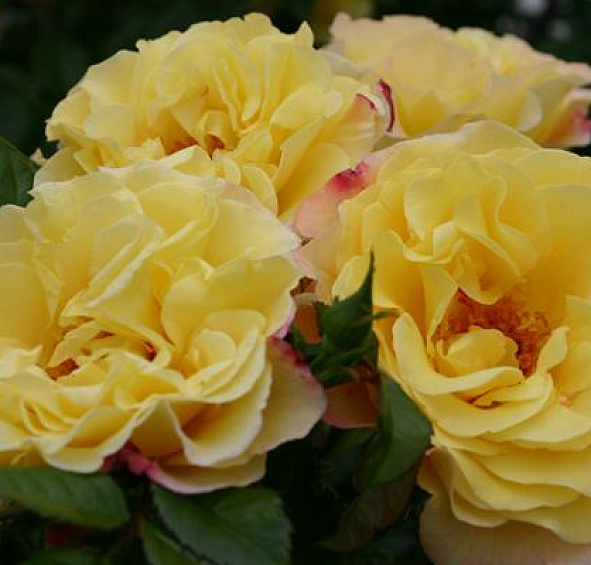 Роза Ругельда (Rugelda)