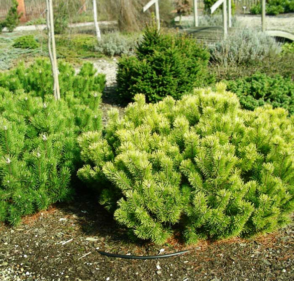 Сосна горная 'Винтер Голд'