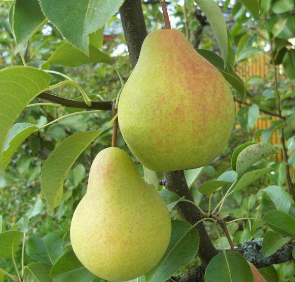 Груша 'Скороспелка Мичуринская'