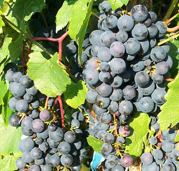 Виноград Мариновский