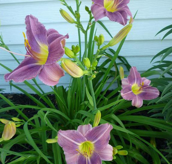 Лилейник Прейри Блу Айс