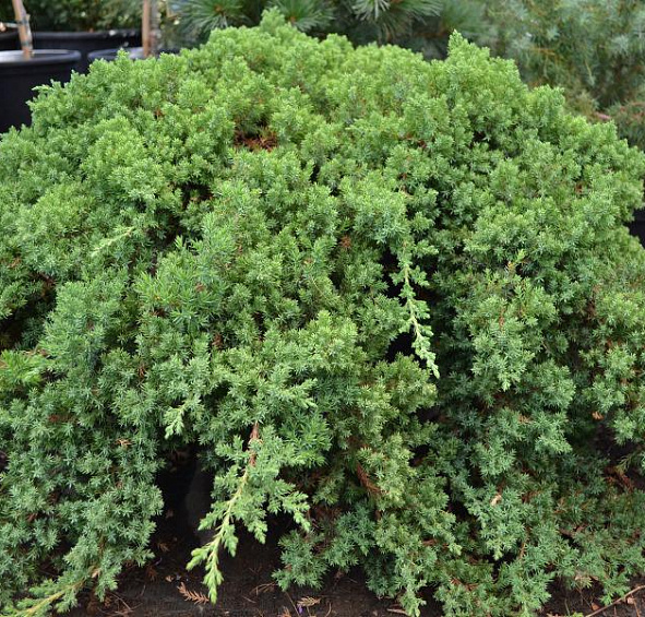 Можжевельник лежачий 'Нана'