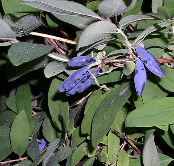 Жимолость съедобная 'Голубое веретено'