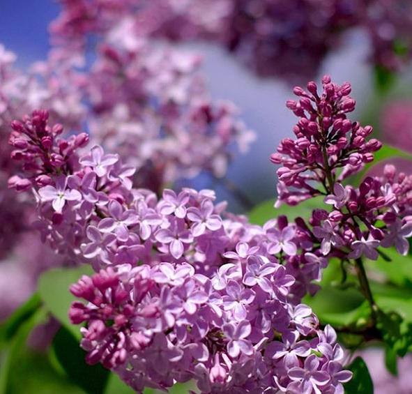 Сирень обыкновенная 'Жильбер' (фиолетовая)