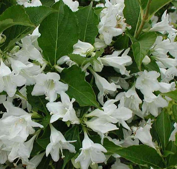 Вейгела 'Кандида'