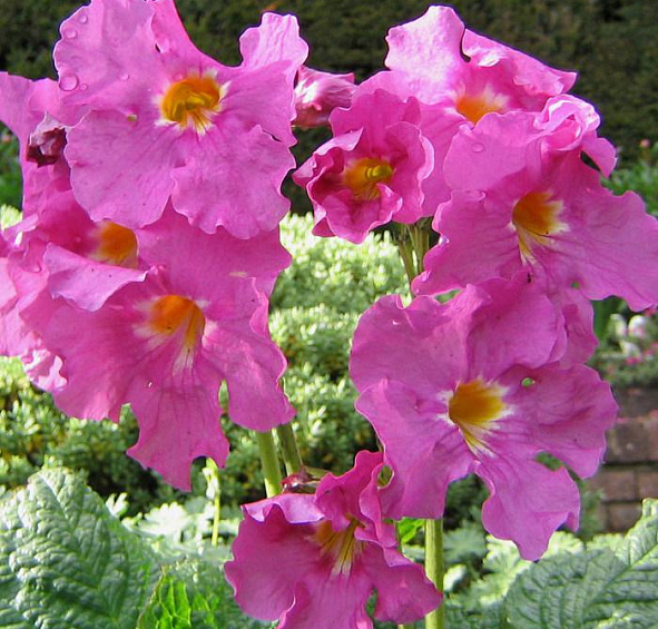 Инкарвиллея делаваи