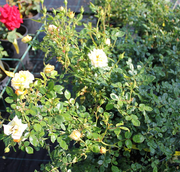 Роза 'Йеллоу Фэйри' (флорибунда, миниатюрная, почвопокровная) (желтая)