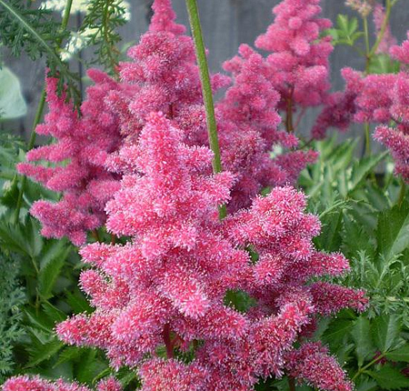 Астильба японская Кельн