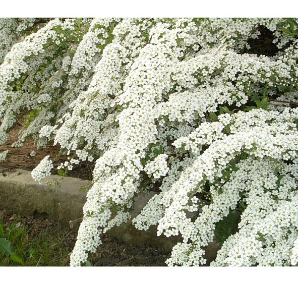 Спирея Вангутта