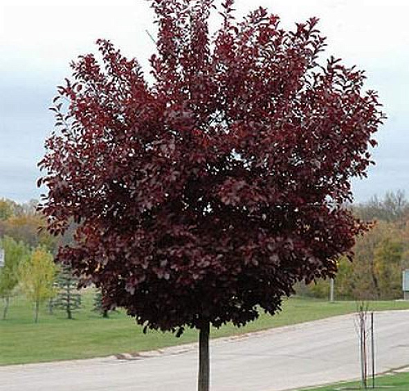 Черемуха виргинская 'Шуберт'