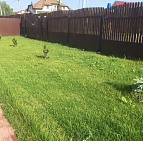 Галерея проектов: КП Сосновка Парк Небольшие сосны на участке