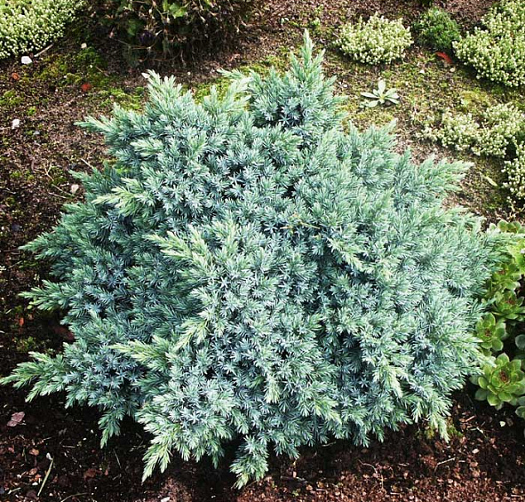 Можжевельник чешуйчатый 'Блу Стар'