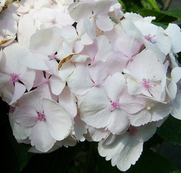 Гортензия крупнолистная 'Мадам Эмили Муиллер'