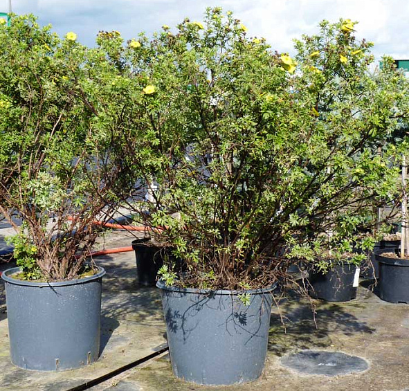 Лапчатка кустарниковая 'Голд Теппич'