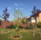 Галерея проектов: КП Сосновка Парк Клены на участке