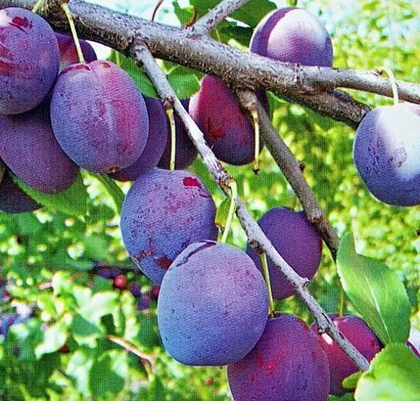 Слива 'Этюд'