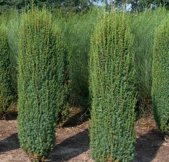 Можжевельник обыкновенный 'Хиберника'