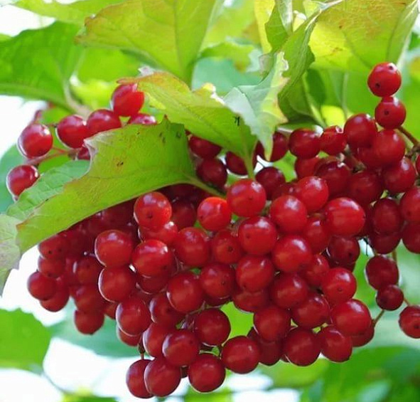 Калина плодовая 'Красный коралл'