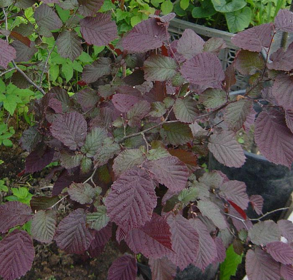 Лещина обыкновенная (артропурпуреа) 'Пурпурея'