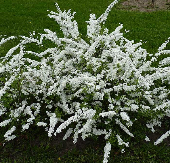 Спирея серая 'Грефшейм' блок живой изгороди