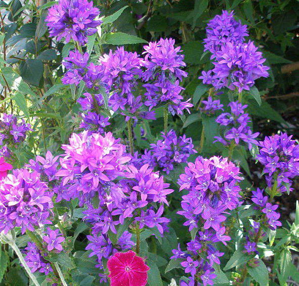 Колокольчик скученный Специоза