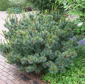 Сосна кедровая стелющаяся (кедровый стланник) 'Глаука'