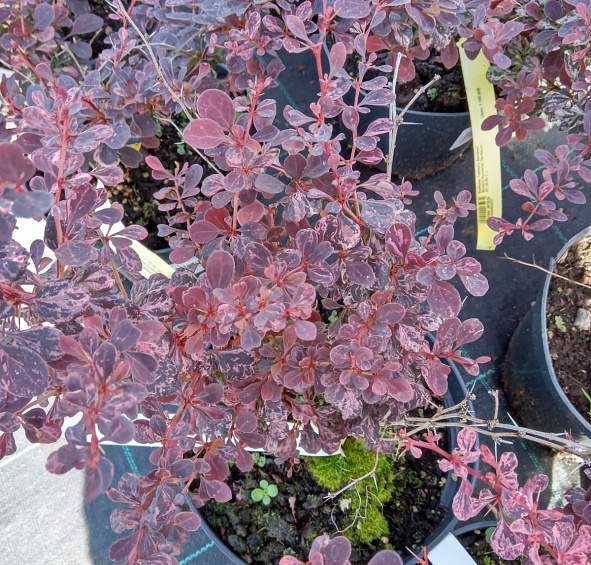 Барбарис Тунберга 'Арлекин'