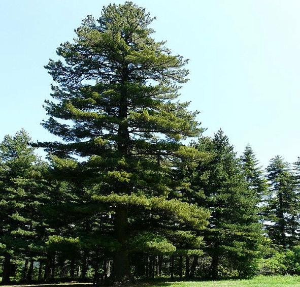 Сосна румелийская