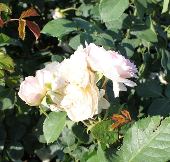 Роза 'Эмили Бронте' (парковая) (розово - персиковая)