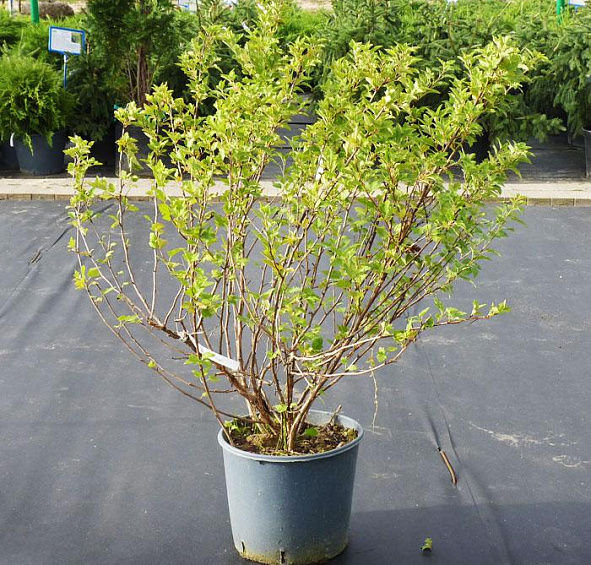 Пузыреплодник калинолистный 'Наггет'